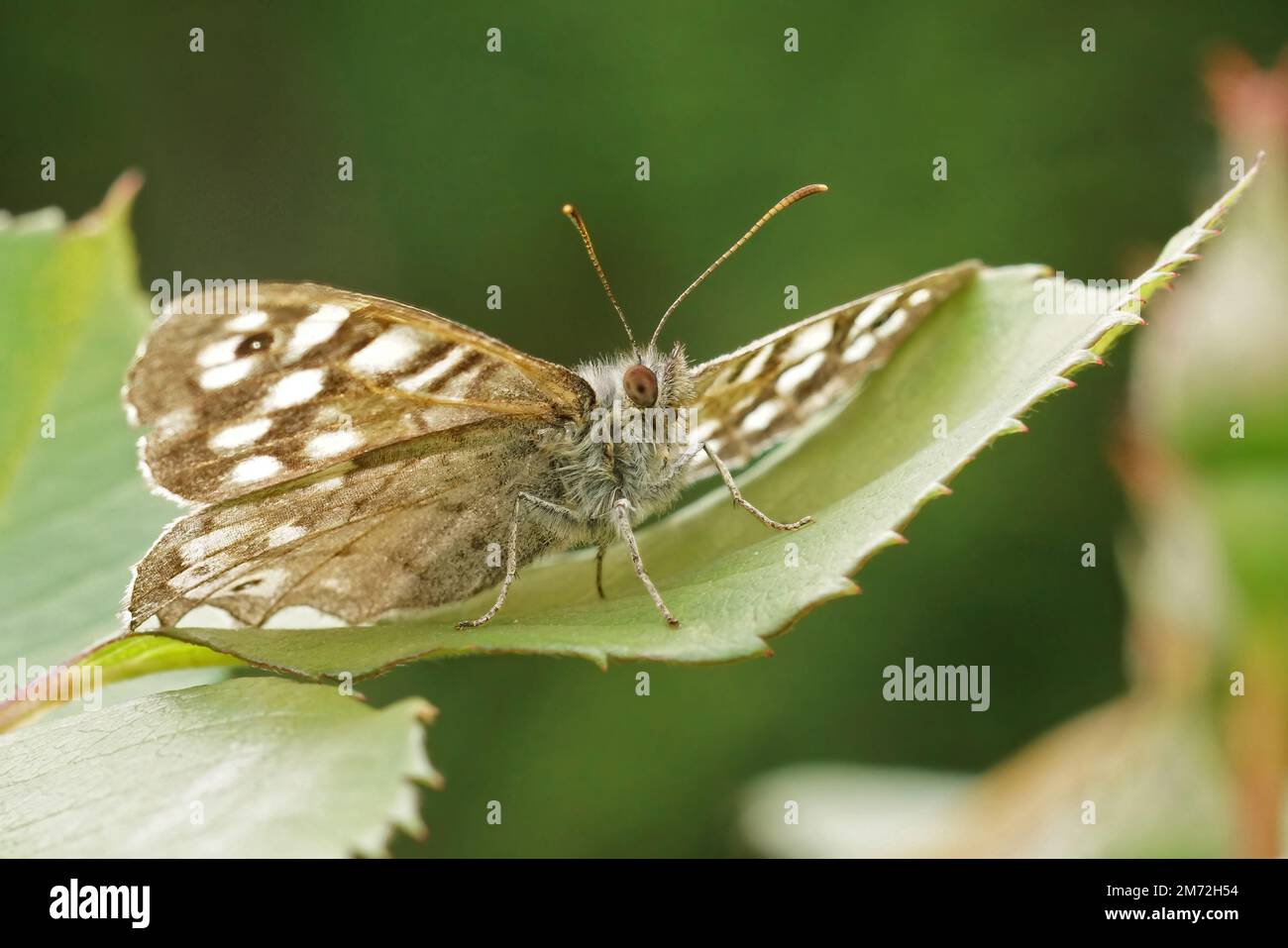 Angolo naturale verso l'alto primo piano su una farfalla di legno sverdeggiante, Pararge aegeria seduta su una foglia verde Foto Stock