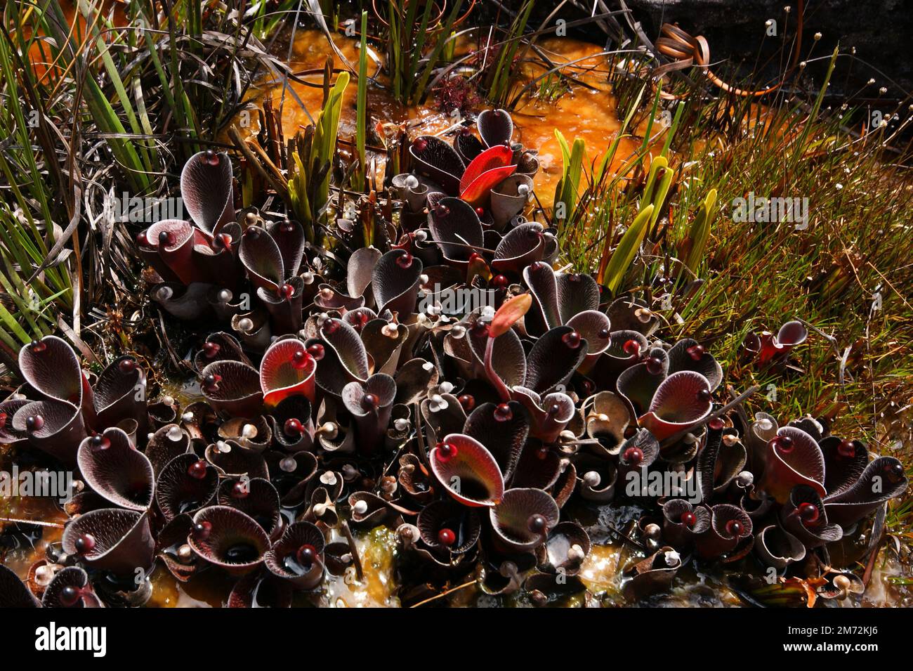 Piante di Heliamphora pulchella, pianta carivora in habitat naturale, Amuri Tepui, Venezuela Foto Stock