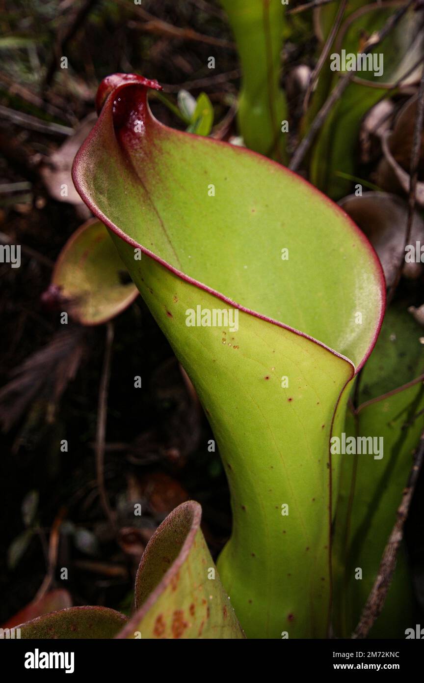 Caraffa di Heliamphora uncinata, specie di pianta carnivora endemica del Massiccio di Chimanta, Venezuela Foto Stock