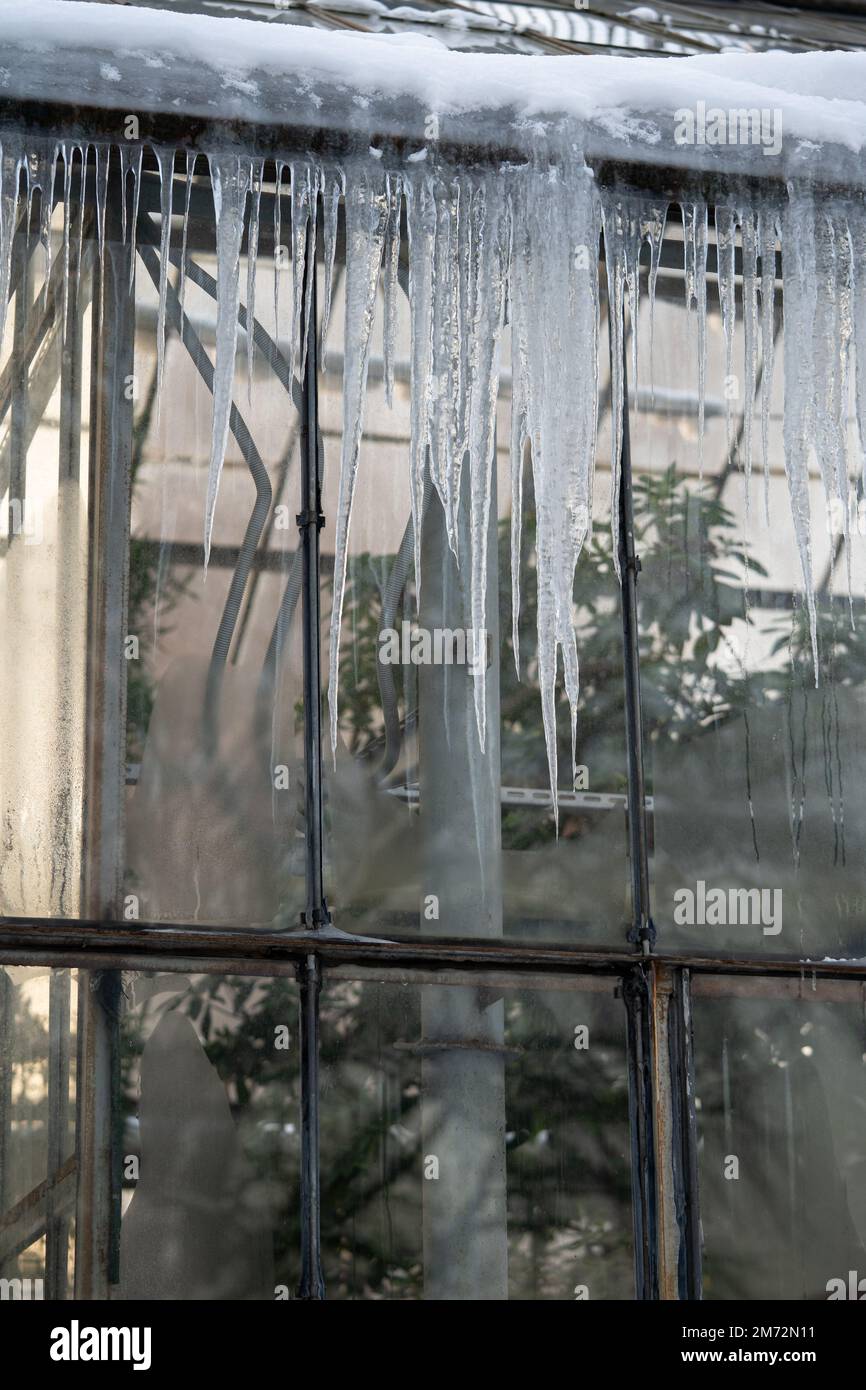 Vecchia parete di vetro della serra con le ghiacciate da isolamento termico povero e piante sempreverdi all'interno Foto Stock