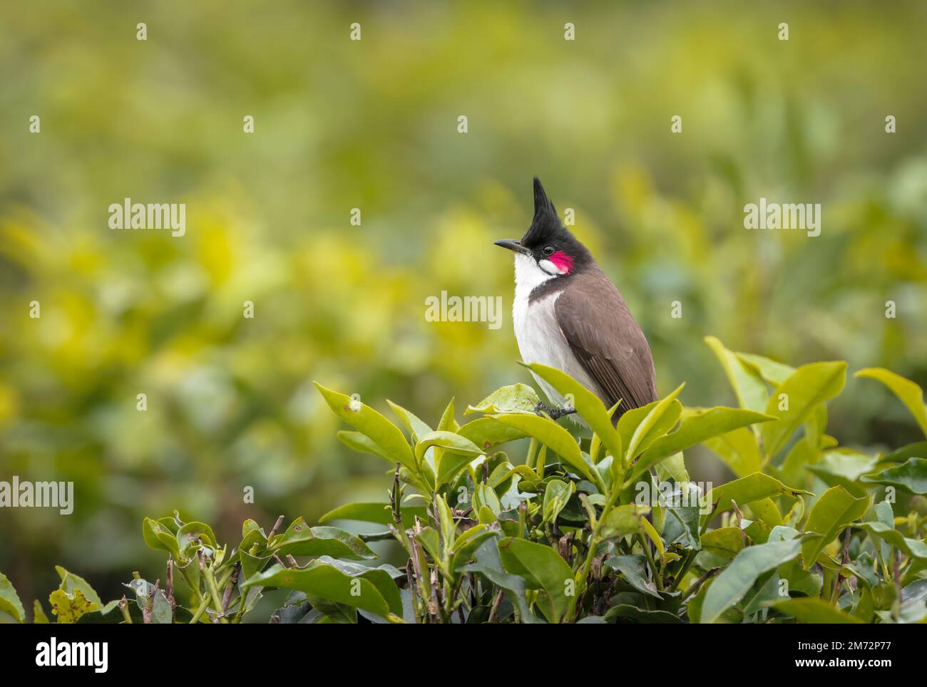 Il bulbul di whisky rosso, o bulbul di crested, è un uccello passerino nativo dell'Asia. Foto Stock