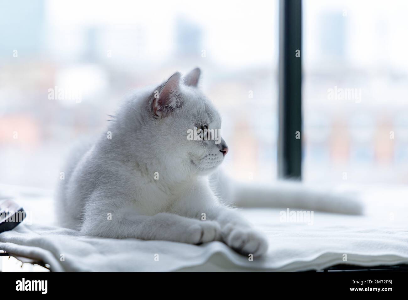 Un gatto bianco britannico steso su un tessuto bianco accanto alla finestra. Foto Stock