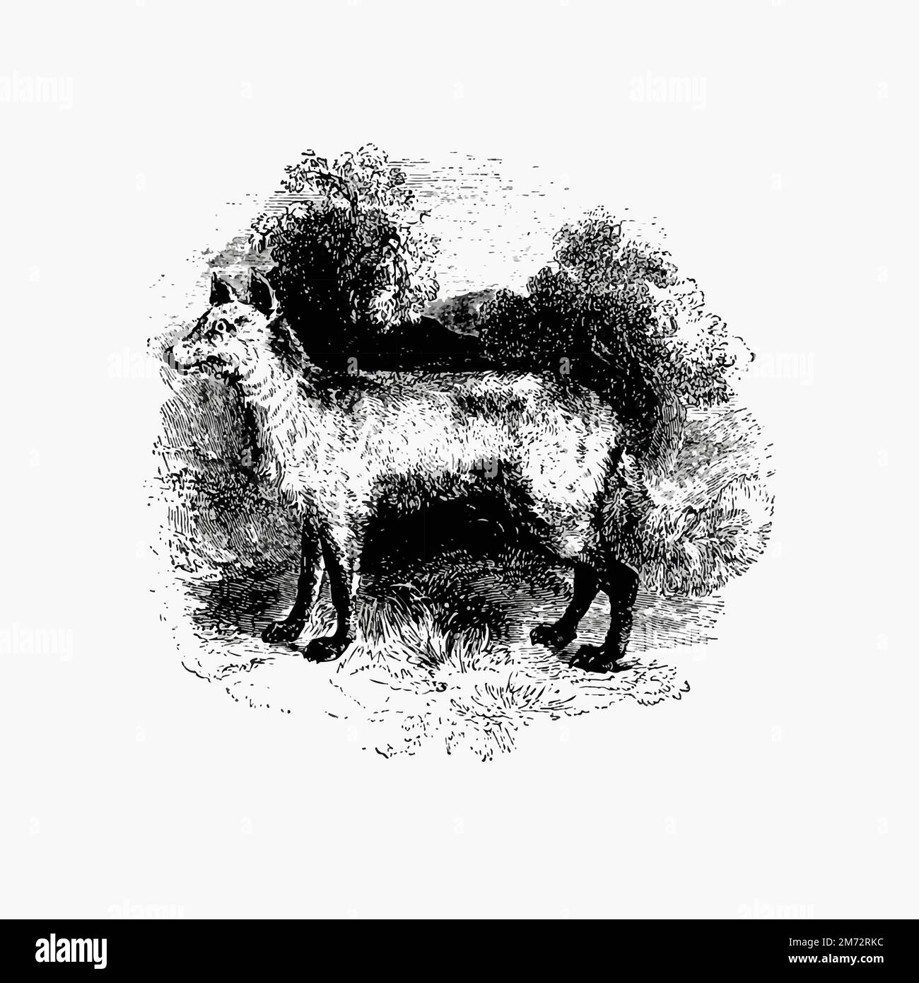 Mountain Fox pubblicato da William Blackwood & Sons (1840). Originale della British Library. Potenziata digitalmente da rawpixel. Illustrazione Vettoriale