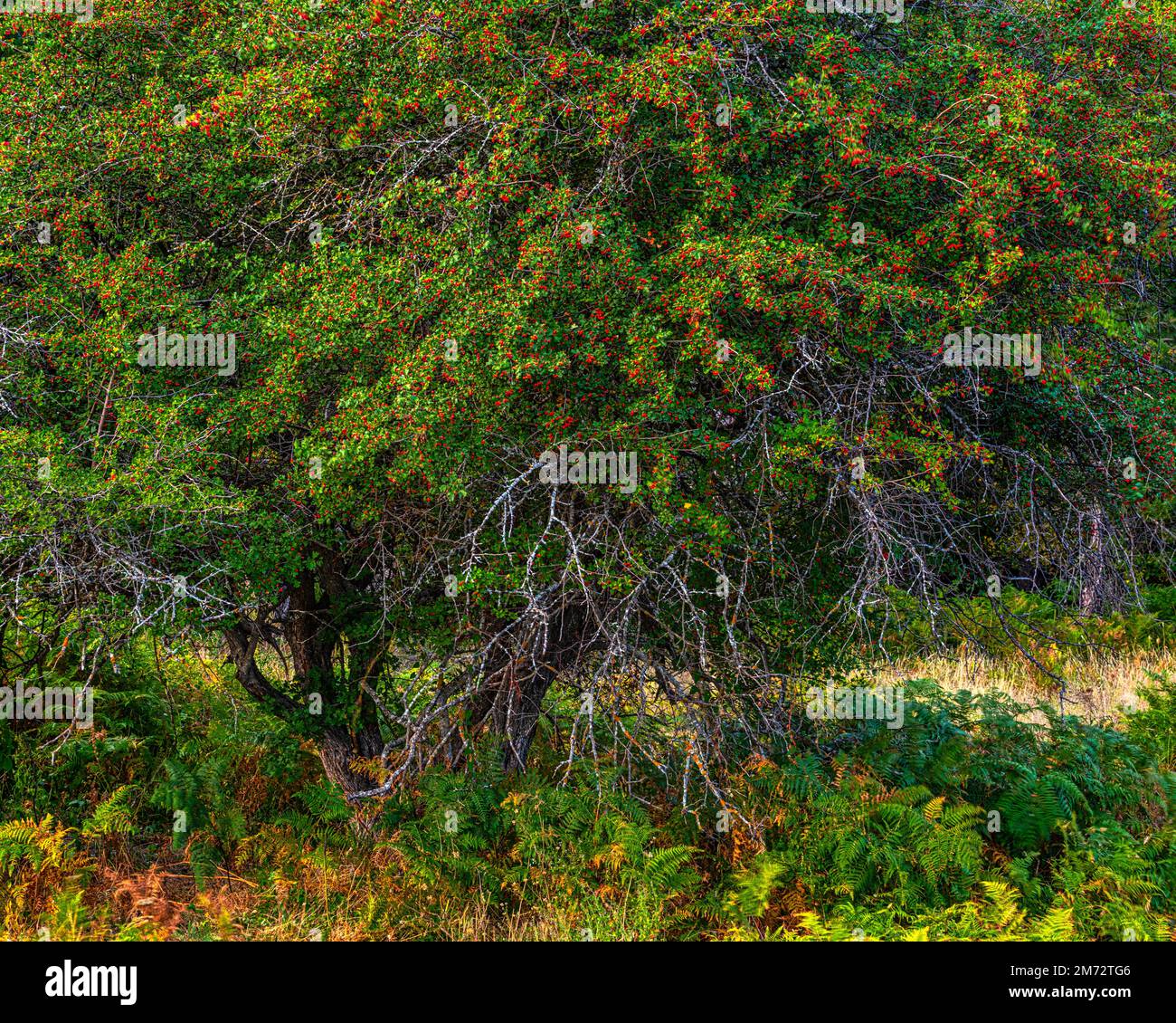 Il biancospino, Crataegus monogyna Jacq., è un arbusto o, o piccolo albero torbido e spinoso, appartenente alla famiglia delle Rosaceae e del genere Crataegus. Abruzzo Foto Stock