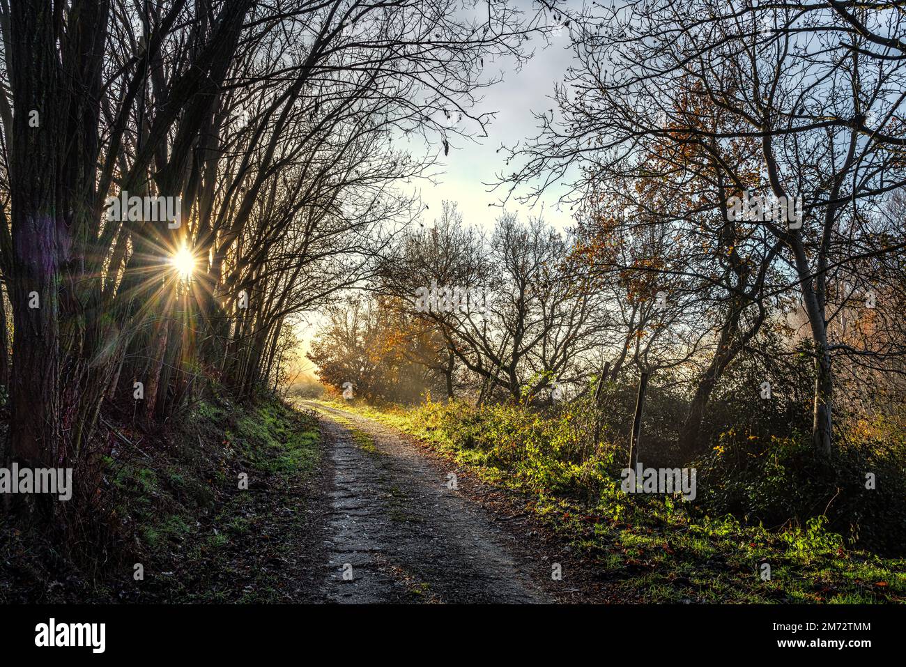Un sentiero attraverso un bosco con il sole del mattino che si sbirciava da dietro gli alberi. Abruzzo, Italia, Europa Foto Stock