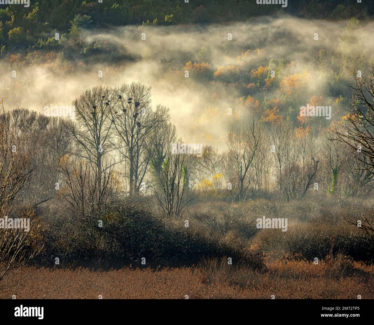 Nebbie mattutine nei boschi di faggio e pioppo nei vestiti autunnali. Abruzzo, Italia, Europa Foto Stock