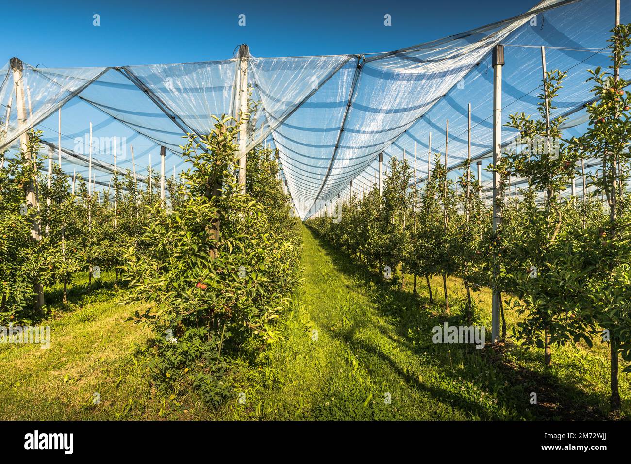 Frutteto di mele con protezione anti-grandine rete, file di alberi di mele con mele in estate Foto Stock