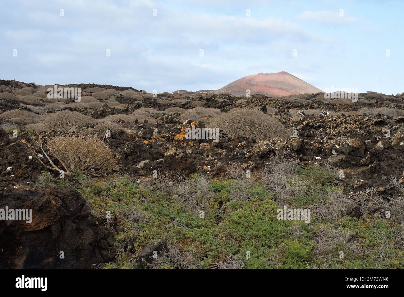 Cespugli di Tabaiba che crescono tra la lava di un antico vulcano di Lanzarote Foto Stock