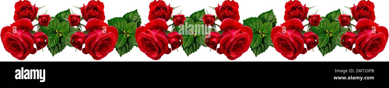 rose rosse e foglie di ortensia verde, elemento di composizione senza cuciture, struttura floreale, banner, invito di nozze, poster, imballaggio del prodotto, greeti Foto Stock