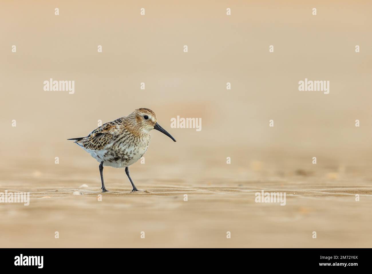 Dunlin (Calidris alpina) piccolo uccello wader che foraging su una spiaggia durante la migrazione. IJmuiden Paesi Bassi. Fauna selvatica scena della natura in Europa. Foto Stock