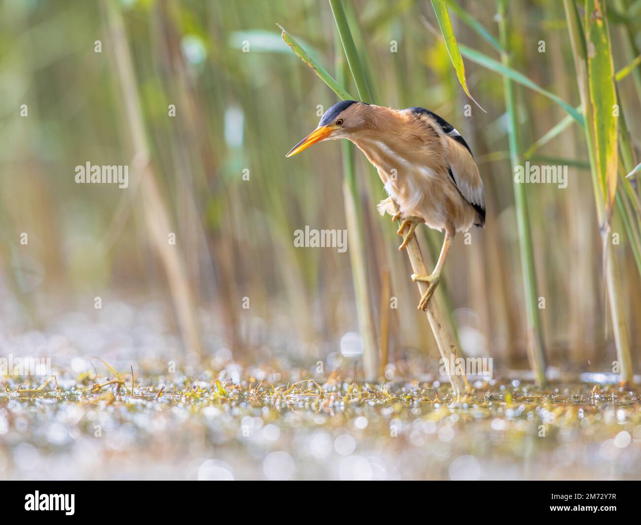 Piccola bittera (Ixobrychus minutus) arroccata in canna sopra l'acqua di un lago durante la pesca. Bulgaria. La fauna selvatica scena della natura in Europa. Foto Stock