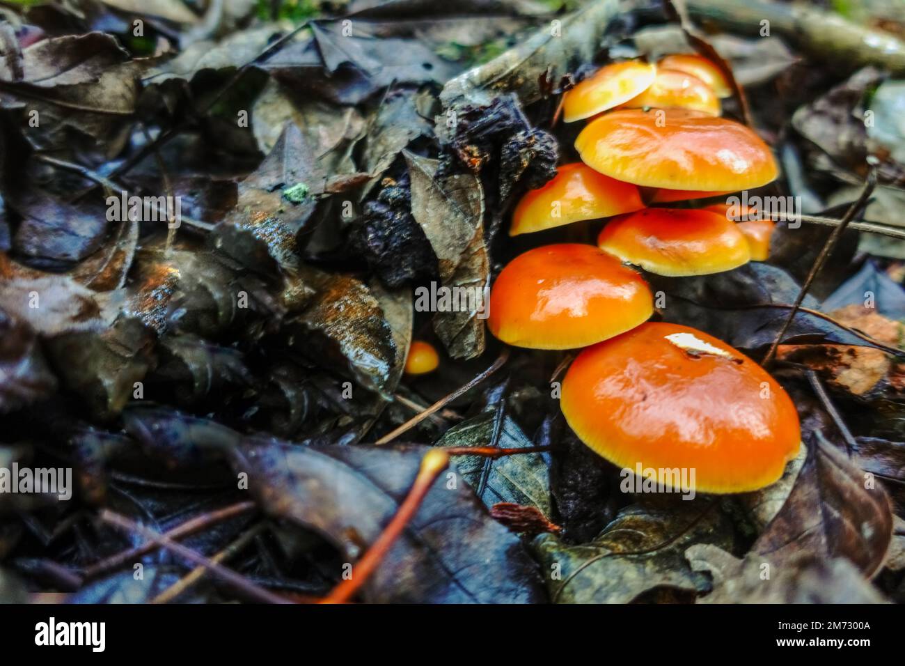 funghi d'ago d'oro arancio sul pavimento della foresta l'inverno Foto Stock