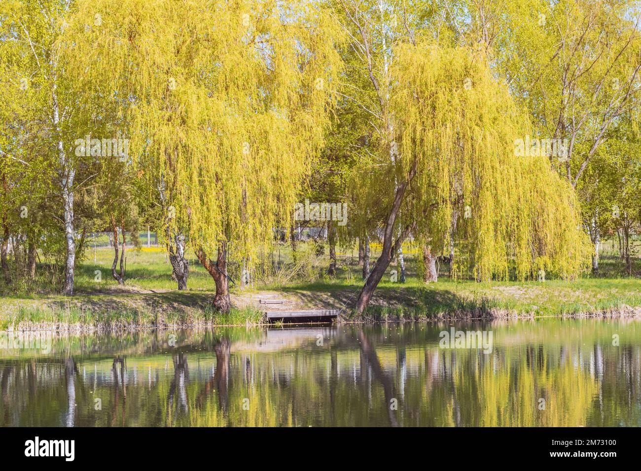 Vista con betulle gialle e salici sulla riva di un lago Foto Stock