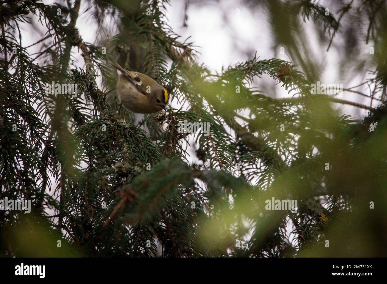 Goldcrest (Regulus regulus) Foto Stock