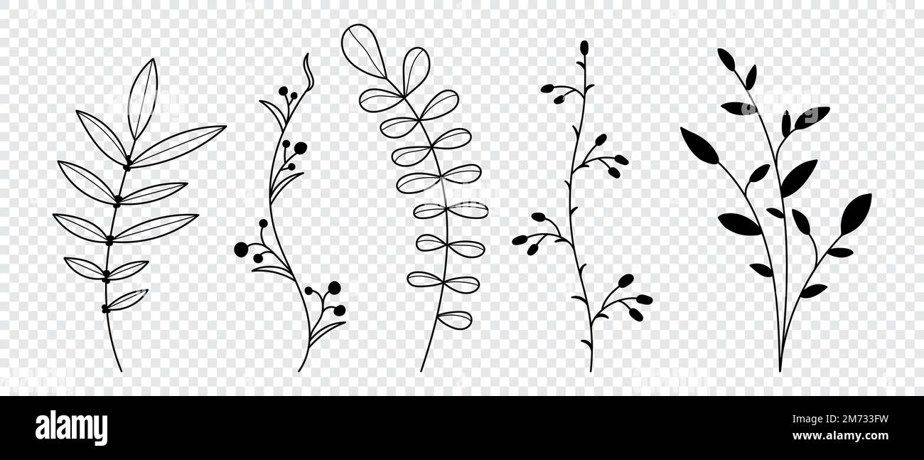 Set di piante vettoriali ed erbe. Elementi floreali disegnati a mano. Silhouette di elementi naturali per sfondi stagionali. Illustrazione vettoriale Illustrazione Vettoriale