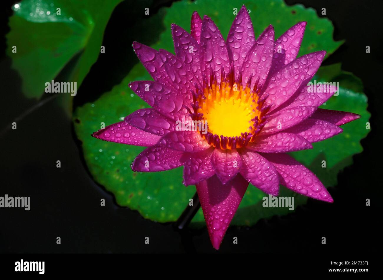 Il genere Sai lotus o giglio d'acqua o Nymphea è un tipo di pianta acquatica. Foto Stock