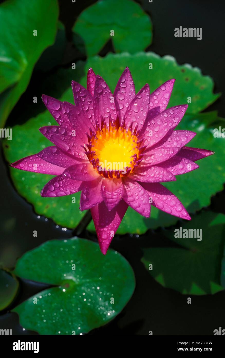 Il genere Sai lotus o giglio d'acqua o Nymphea è un tipo di pianta acquatica. Foto Stock