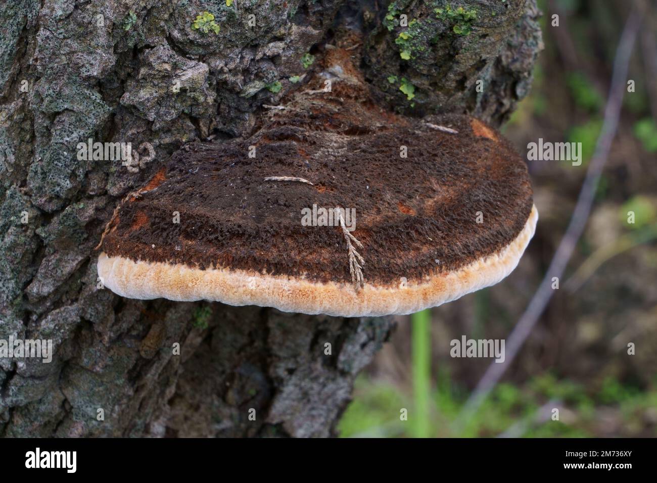 Funghi legnosi (funghi attaccati al tronco) Foto Stock