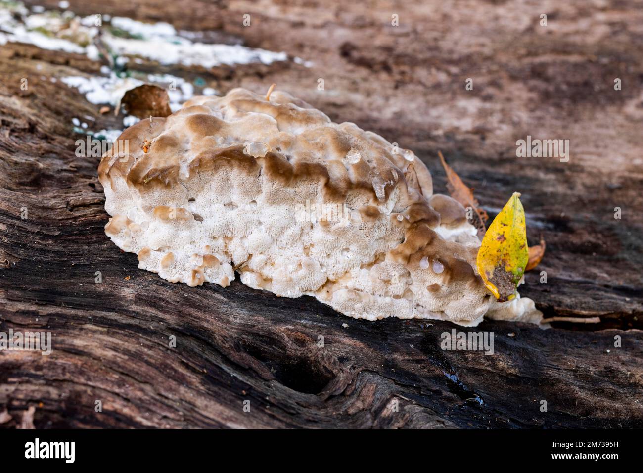 Primo piano marrone marciume fungo con foglie appassite che crescono su albero grezzo corteccia in legno Foto Stock