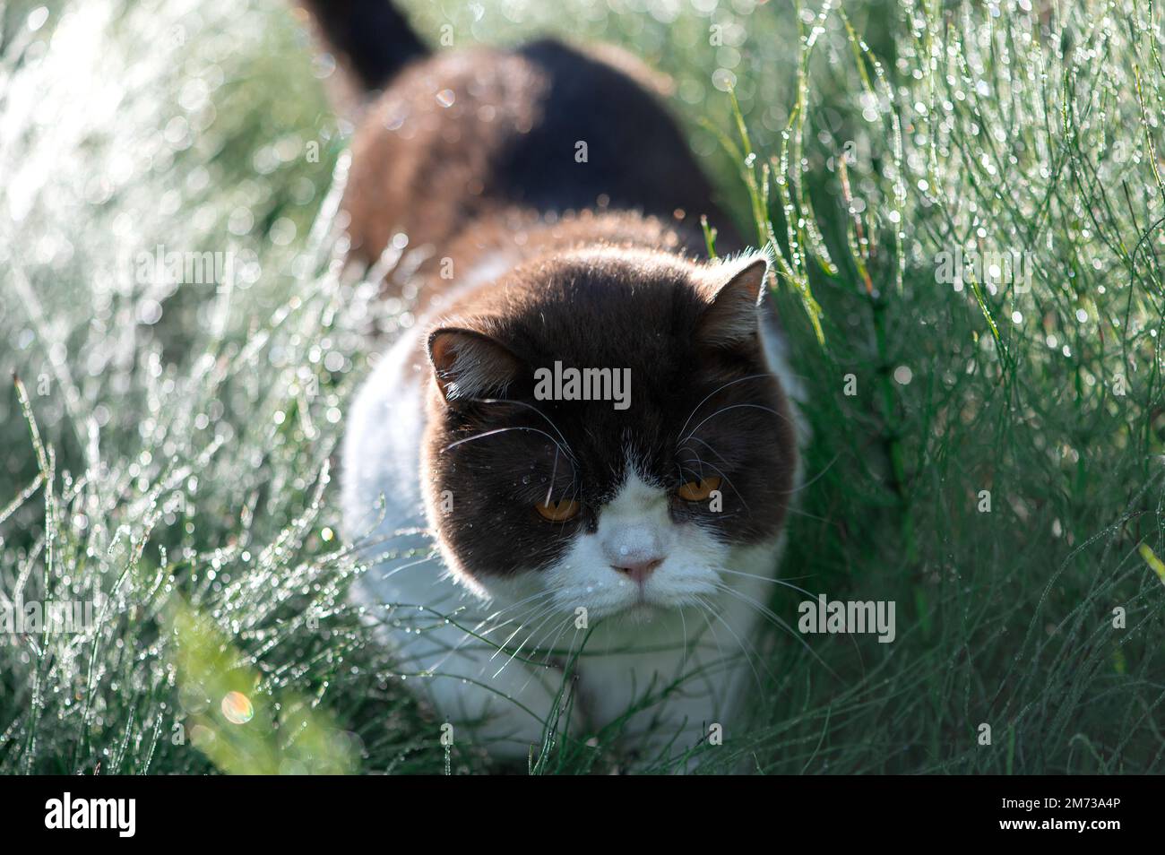 Adorabile gatto britannico Shorthair con gocce di rugiada sui whiskers seduti in erba bagnata Foto Stock