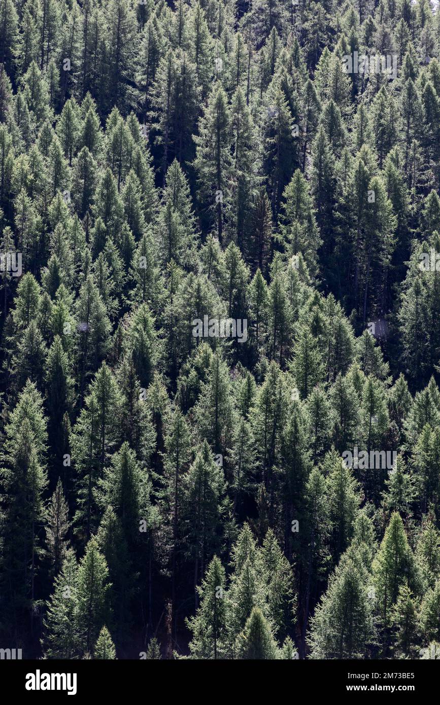 Veduta aerea delle corone di verdi alberi di conifere in una foresta densa e impenetrabile illuminata dalla luce solare diurna per lo sfondo. Scatto verticale Foto Stock