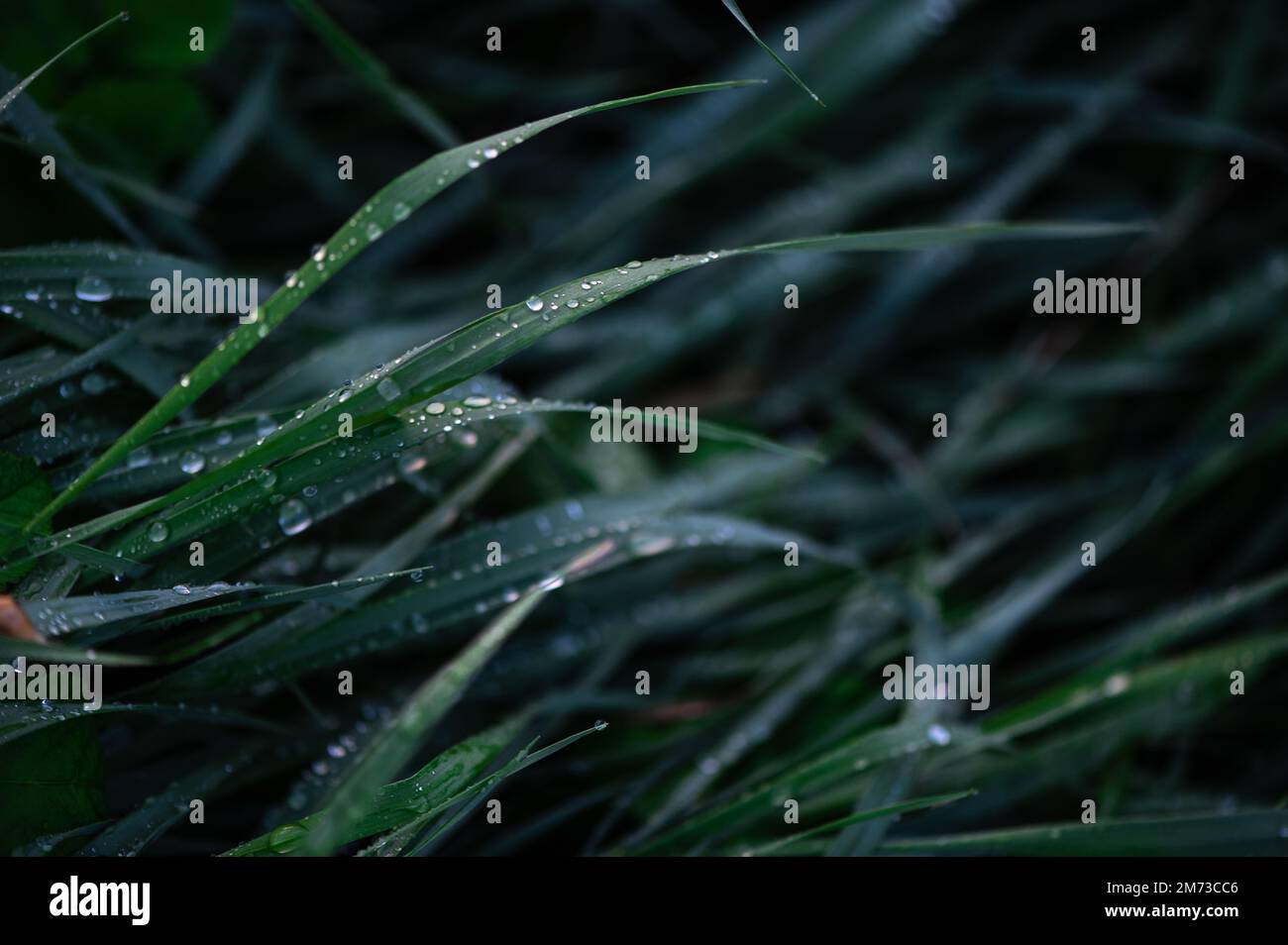 erba verde fresca con gocce d'acqua vicino, erba verde con goccia di rugiada dopo una pioggia Foto Stock