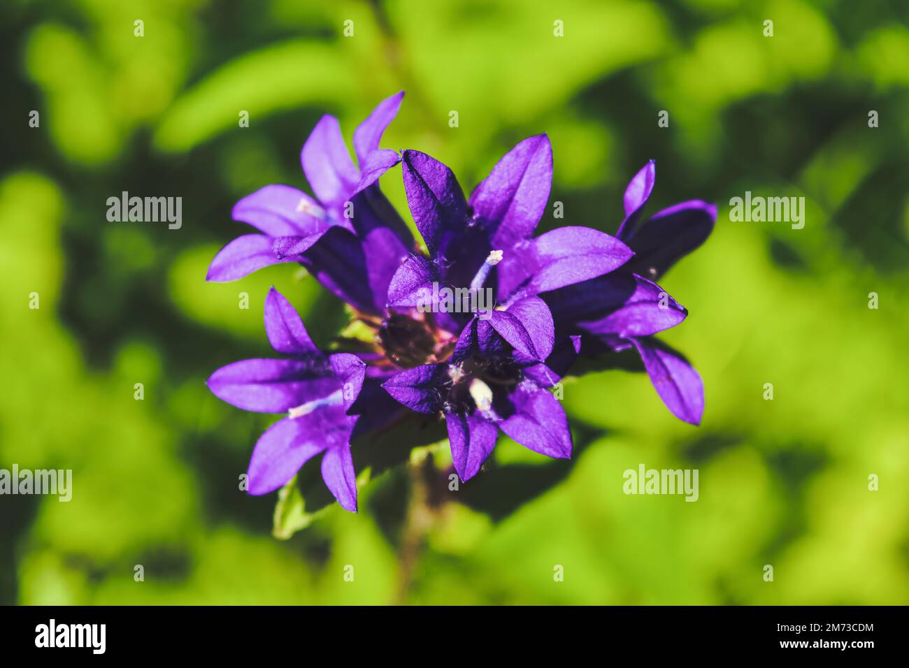 Fiore di Campana viola nel giardino, glomerata di Campanula viola, macro di fiori di Campana viola, fiore di Campana viola con le foglie verdi, bellezza nella natura. Foto Stock