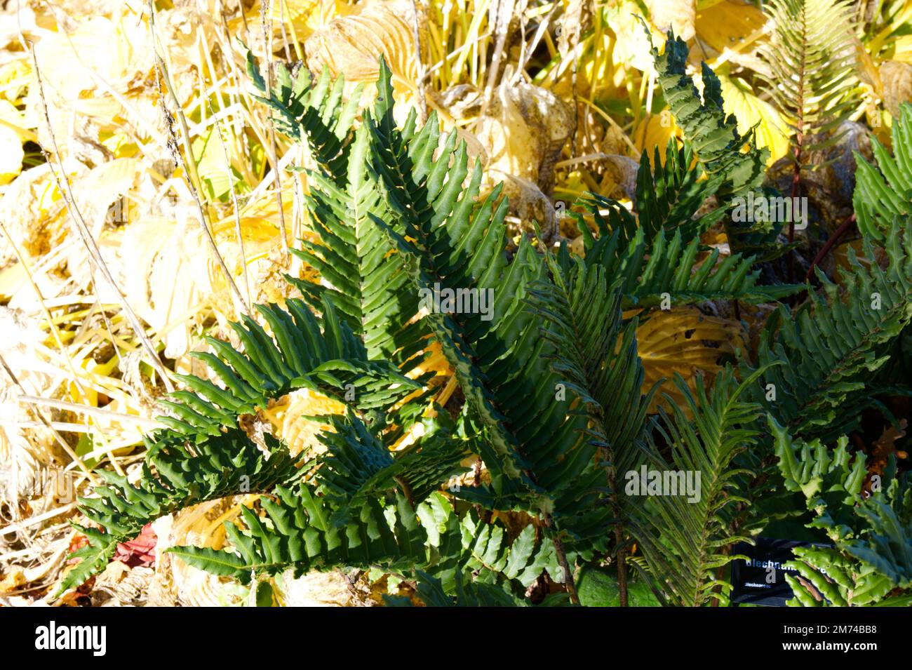 Fern Blechum chilense dura felce cilena nel giardino del Regno Unito ottobre Foto Stock