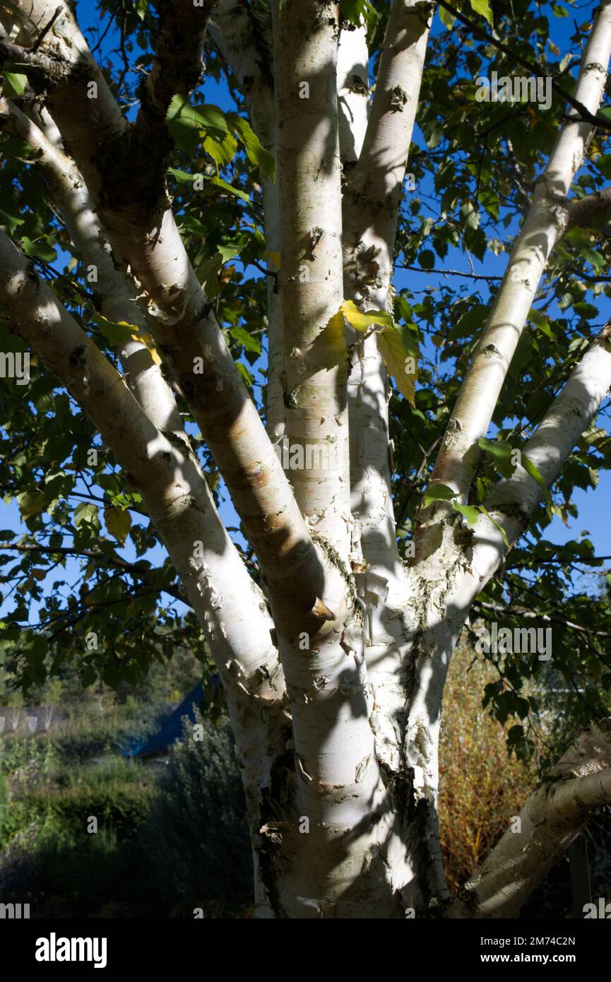 Corteccia bianca di betulla himilayana / betulla argentata / Betula utilis var Jacquemontiii nel giardino britannico ottobre Foto Stock