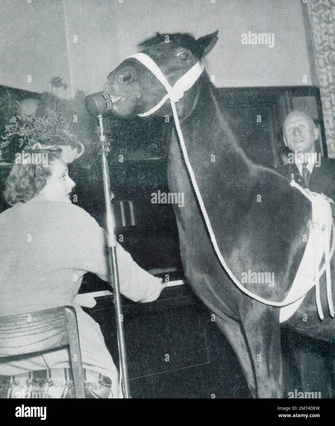 Inghilterra, circa. 1955. Dixie, il pony New Forest ha una passione per la birra chiara e un repertorio di trucchi. Ogni sera il suo proprietario la porta al pub locale e dopo una pinta di birra si inchina, canta, si sdraia, scuote le mani ecc. Come un pony di 11 mesi, Dixie è stato salvato da un macello dal suo proprietario. Foto Stock