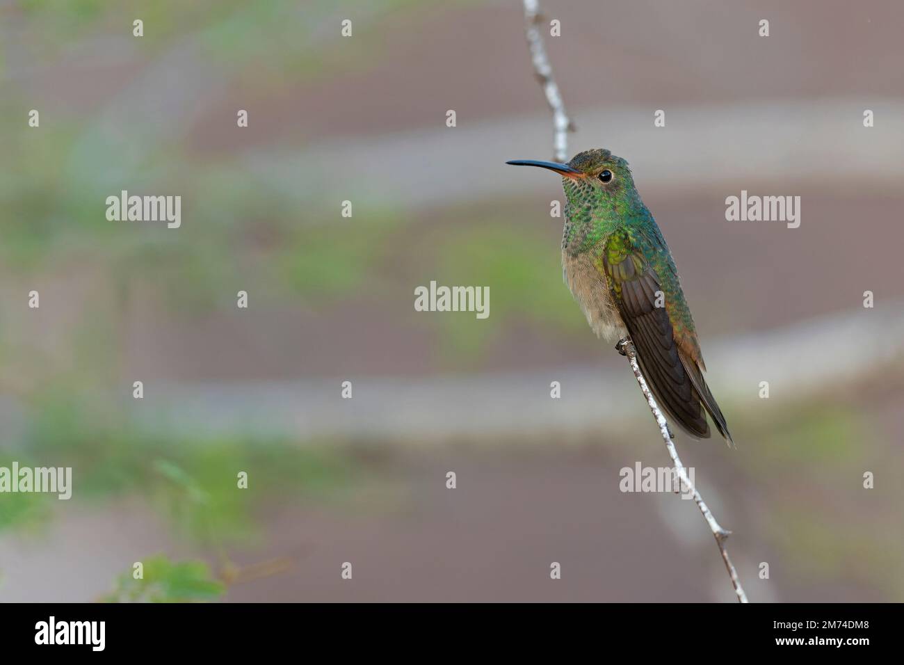 Un colibrì dalla pancia (Amazilia yucatanensis) arroccato su un ramo che riposa. Foto Stock