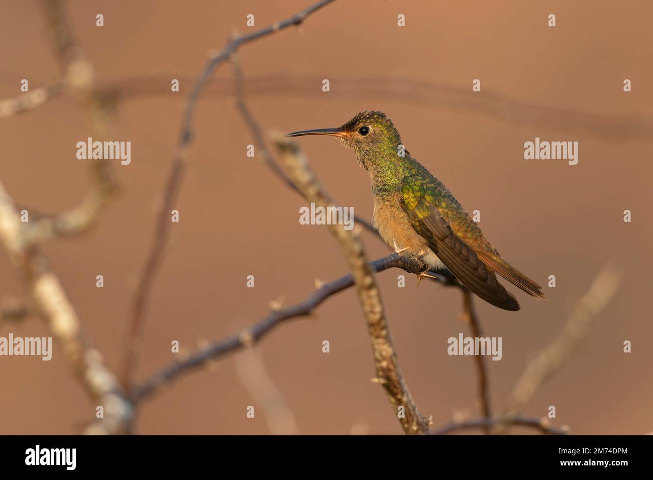 Un colibrì dalla pancia (Amazilia yucatanensis) arroccato su un ramo che riposa. Foto Stock