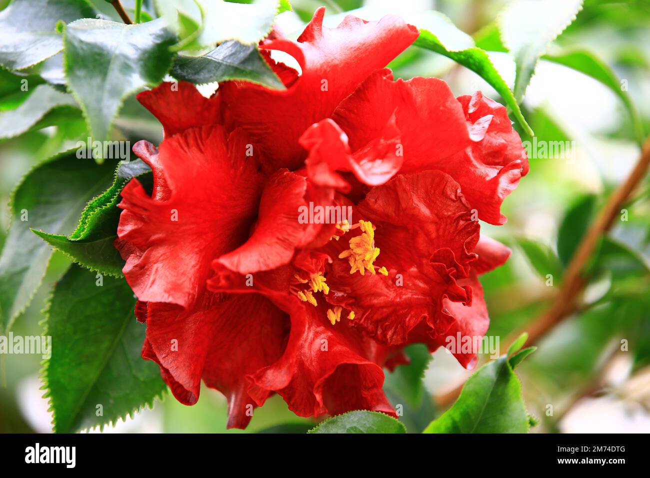 Primo piano del bel fiore rosso Camellia in piena fioritura nel giardino in primavera Foto Stock