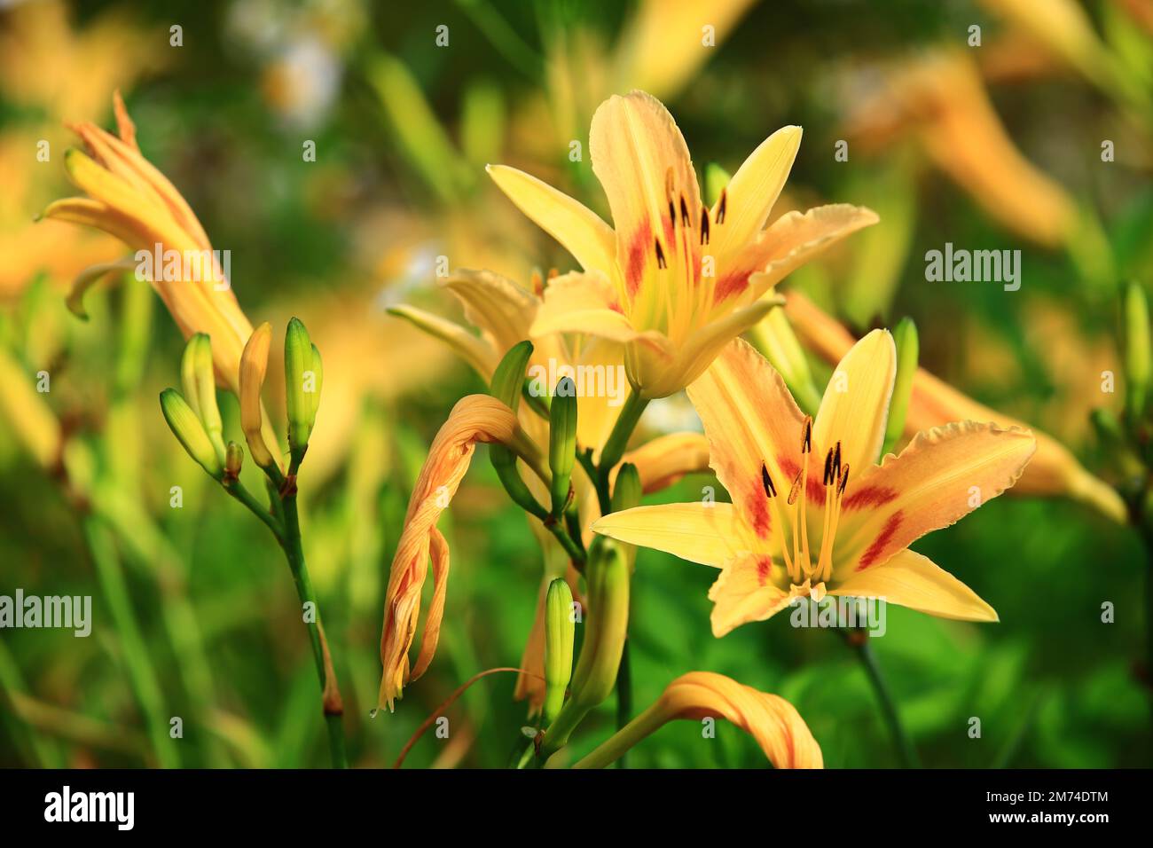 Giorno in fiore, Hemerocallis fulva, fiori di giorno arancione, primo piano di giallo con fiori di giorno arancione che fioriscono nella piantagione Foto Stock