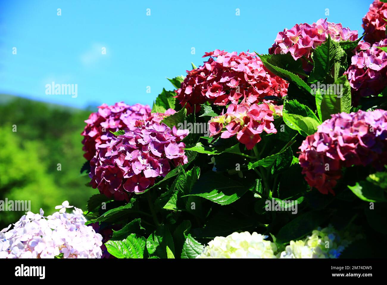 Hydrangea fioritura, Big-leaf Hyrdangea fiori con sfondo blu cielo, primo piano di colorati fiori di Hydrangea fiorire nel giardino in una giornata di sole Foto Stock