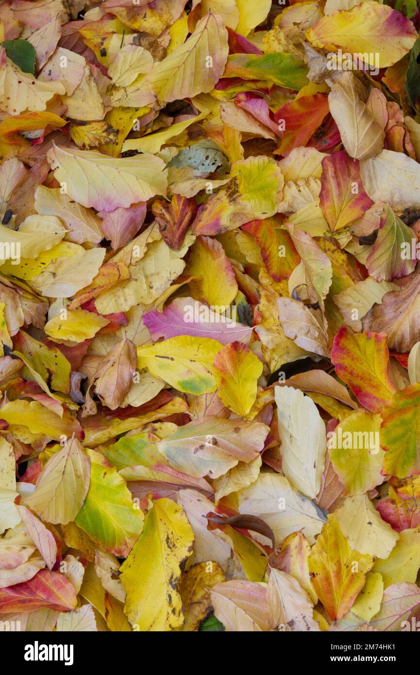 Caduto foglie colorate autunno nel giardino del Regno Unito ottobre Foto Stock