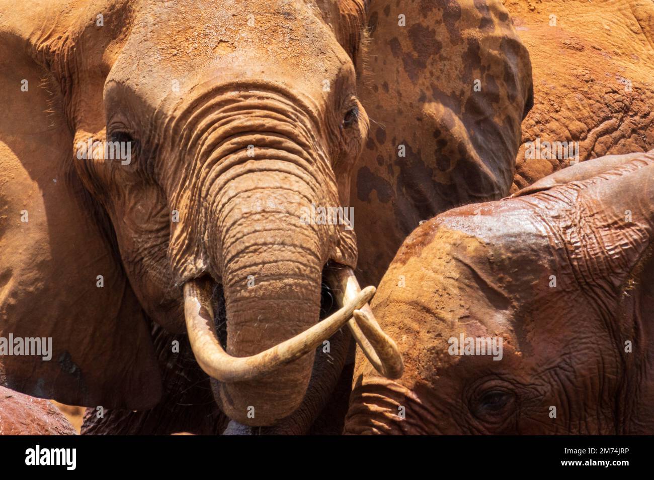 Capo di un elefante Bush africano Foto Stock