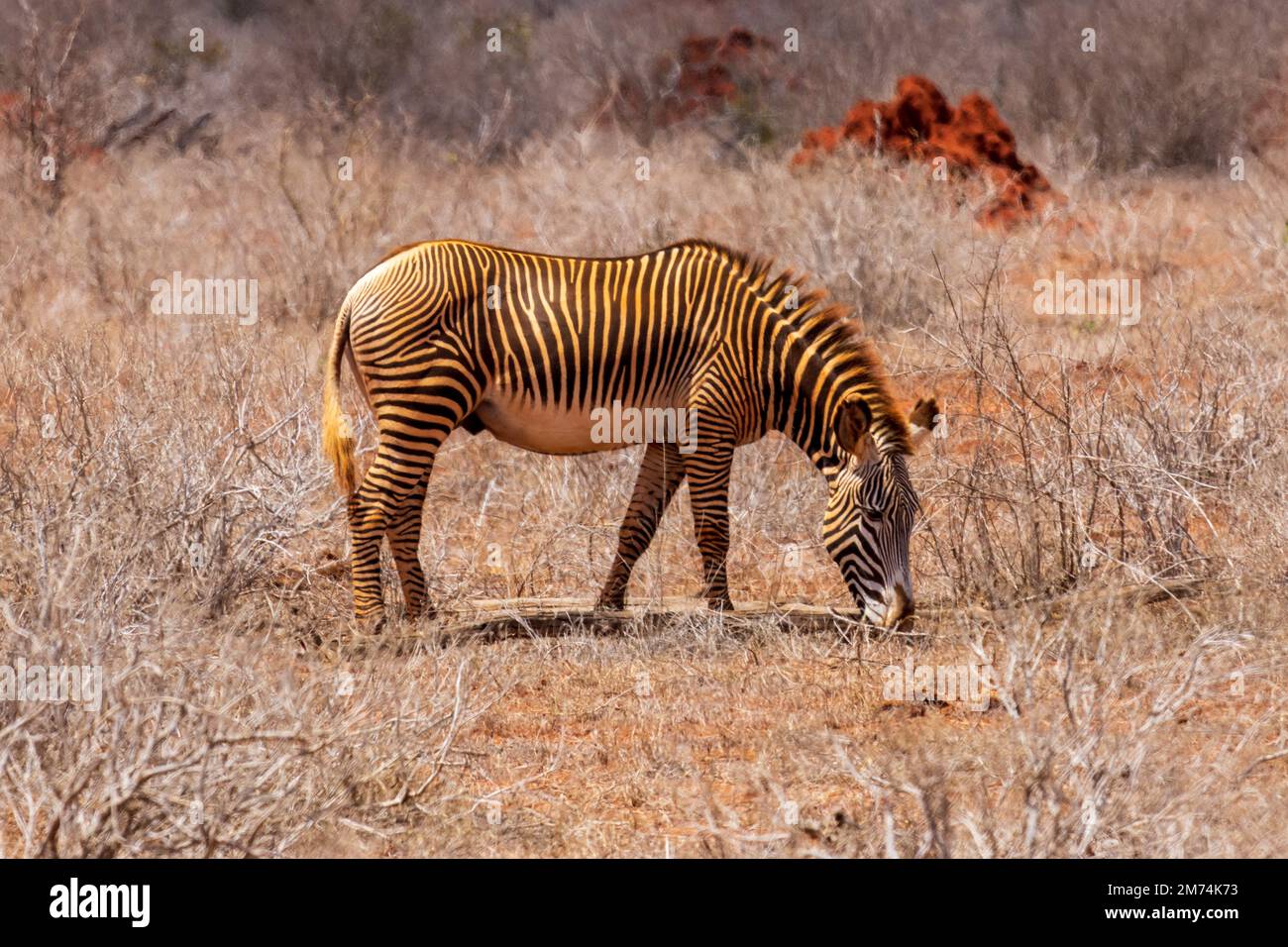 Grevy zebra a Tsavo Est Foto Stock