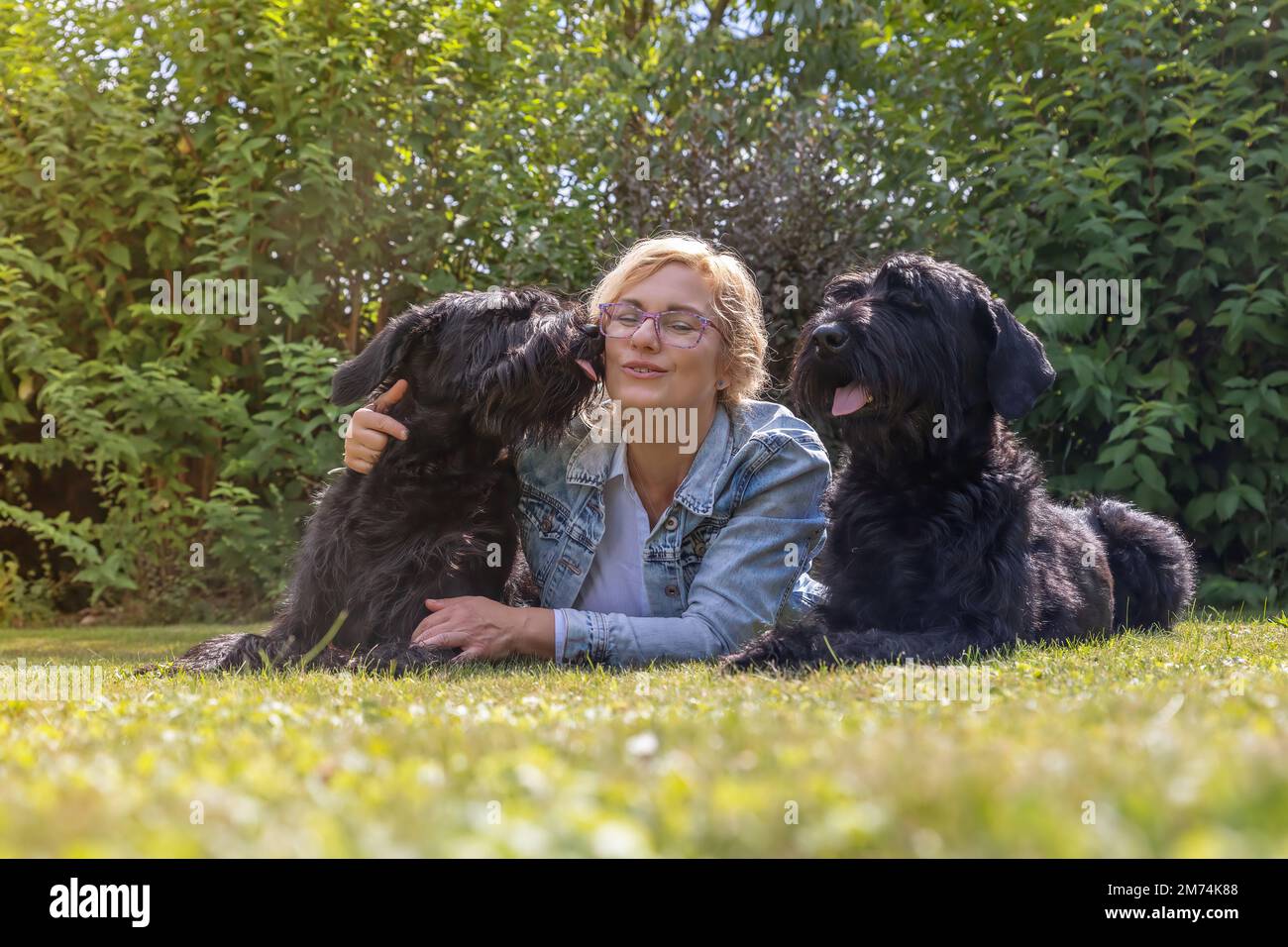 La donna è sdraiata con due cani Big Schnauzer all'aperto. Uno dei cani lecca il viso. Foto Stock