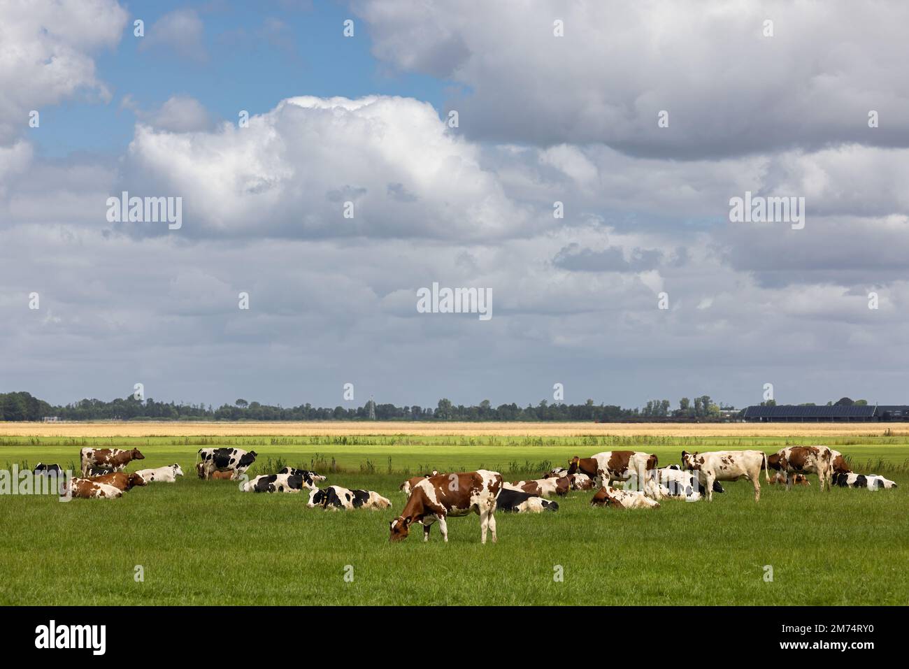 Campagna olandese a Groningen con mucche e bel cielo nuvoloso estivo Foto Stock