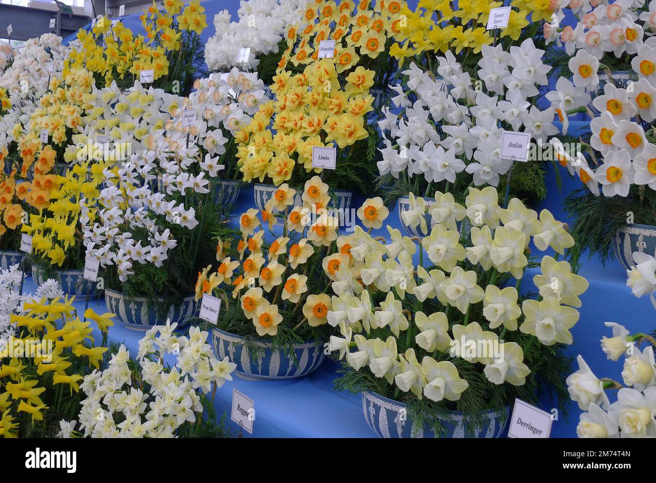 Mazzi di narcisi bianchi, gialli e arancioni (Narciso) in mostra a maggio Foto Stock