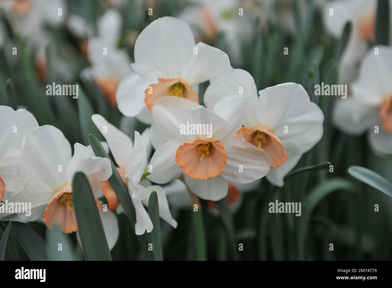 I narcisi bianchi e rosa (Narcissus) Sophie Girl fioriscono in un giardino ad aprile Foto Stock