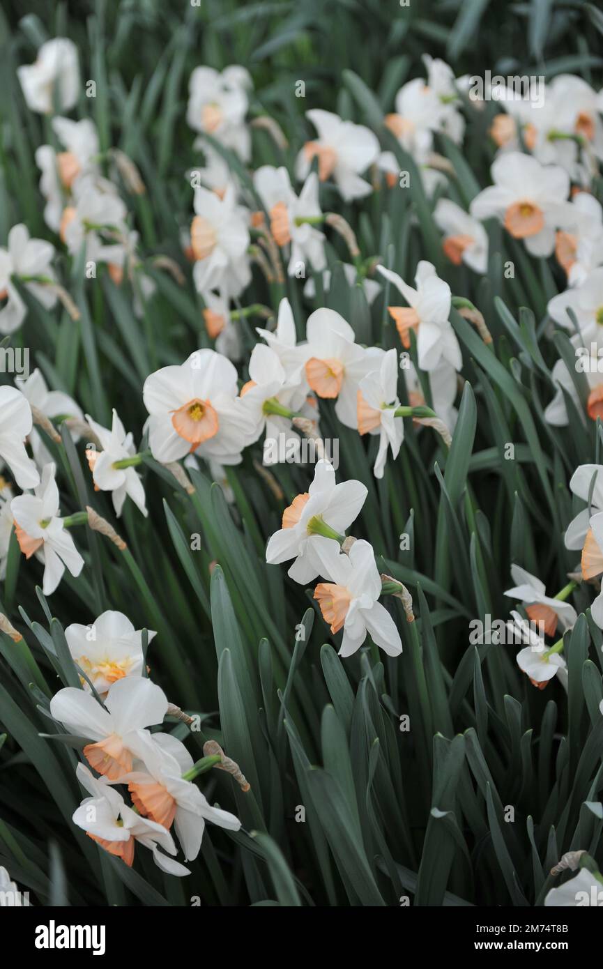 I narcisi bianchi e rosa (Narcissus) Sophie Girl fioriscono in un giardino ad aprile Foto Stock