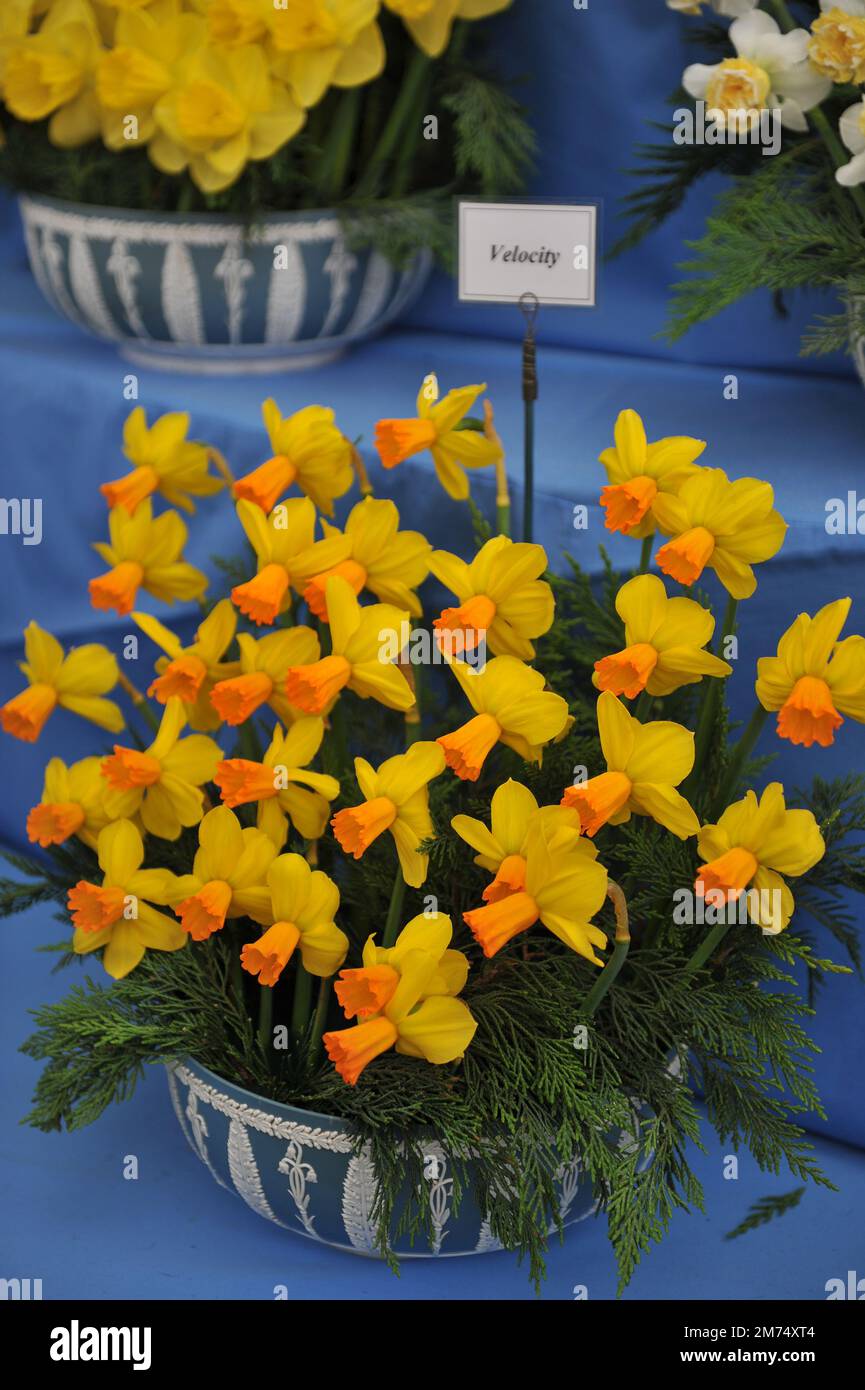 Giallo e arancione ciclamino narcisi (Narciso) Velocità in una mostra a maggio Foto Stock