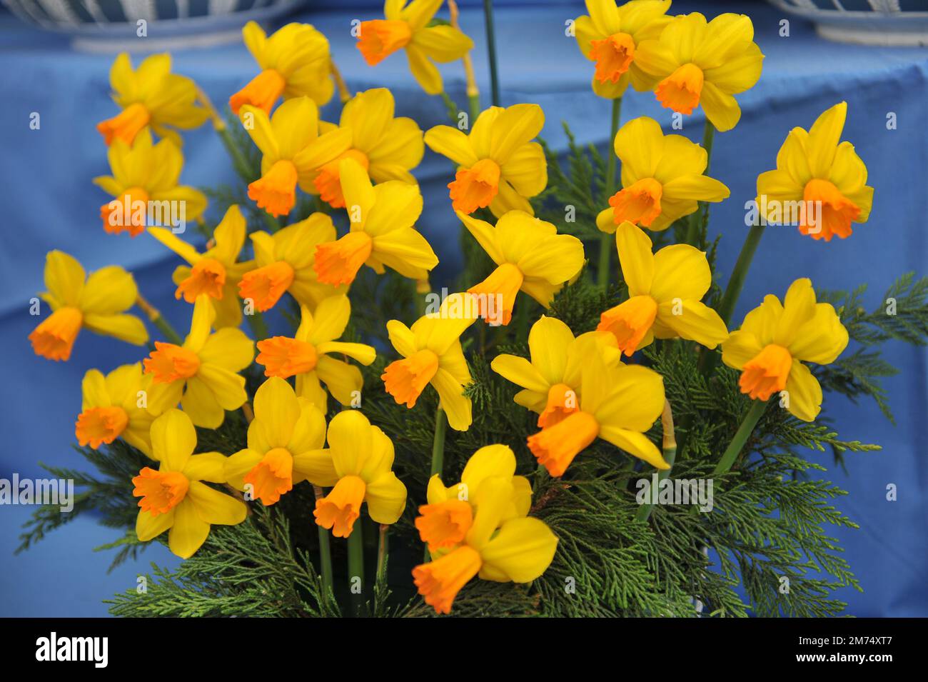 Giallo e arancione ciclamino narcisi (Narciso) Velocità in una mostra a maggio Foto Stock