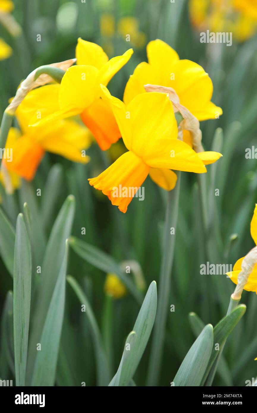 I narcisi gialli e arancioni (Narciso) la velocità fioriscono in un giardino ad aprile Foto Stock