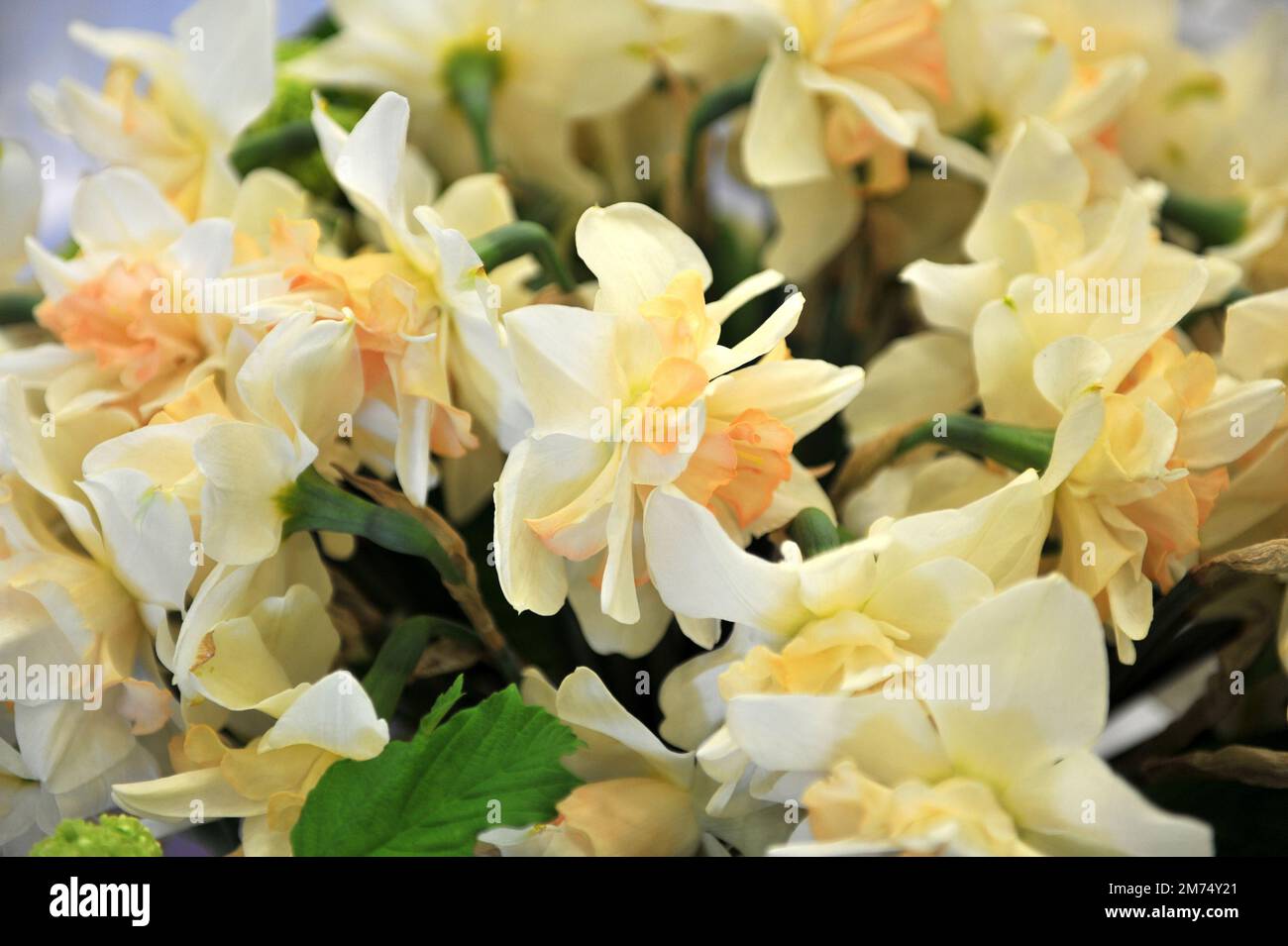 Un bouquet di doppi narcisi bianchi e rosa (Narcissus) ali in una mostra ad aprile Foto Stock