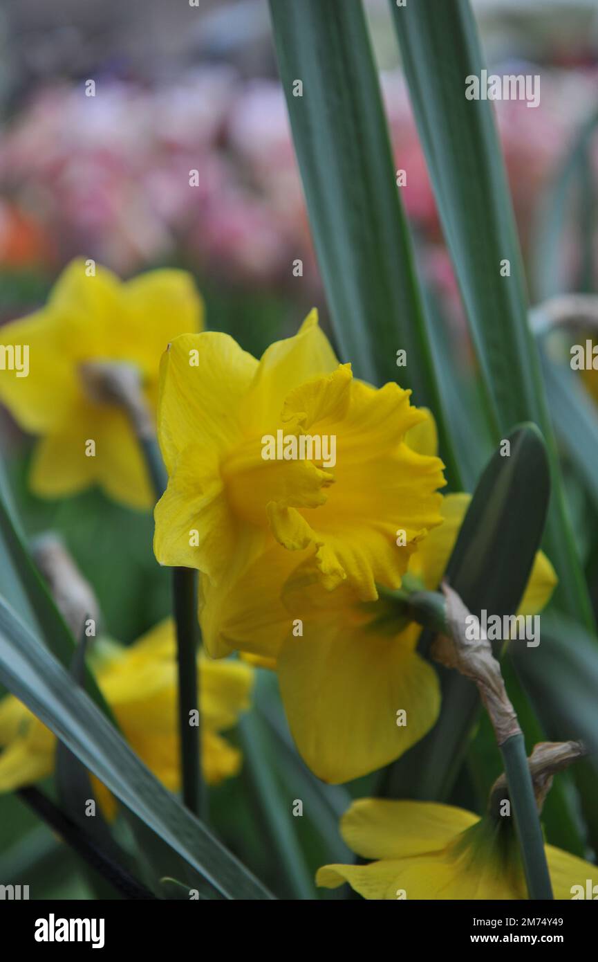Narcisi di tromba gialla (Narcissus) il fiume giallo fiorisce in un giardino ad aprile Foto Stock