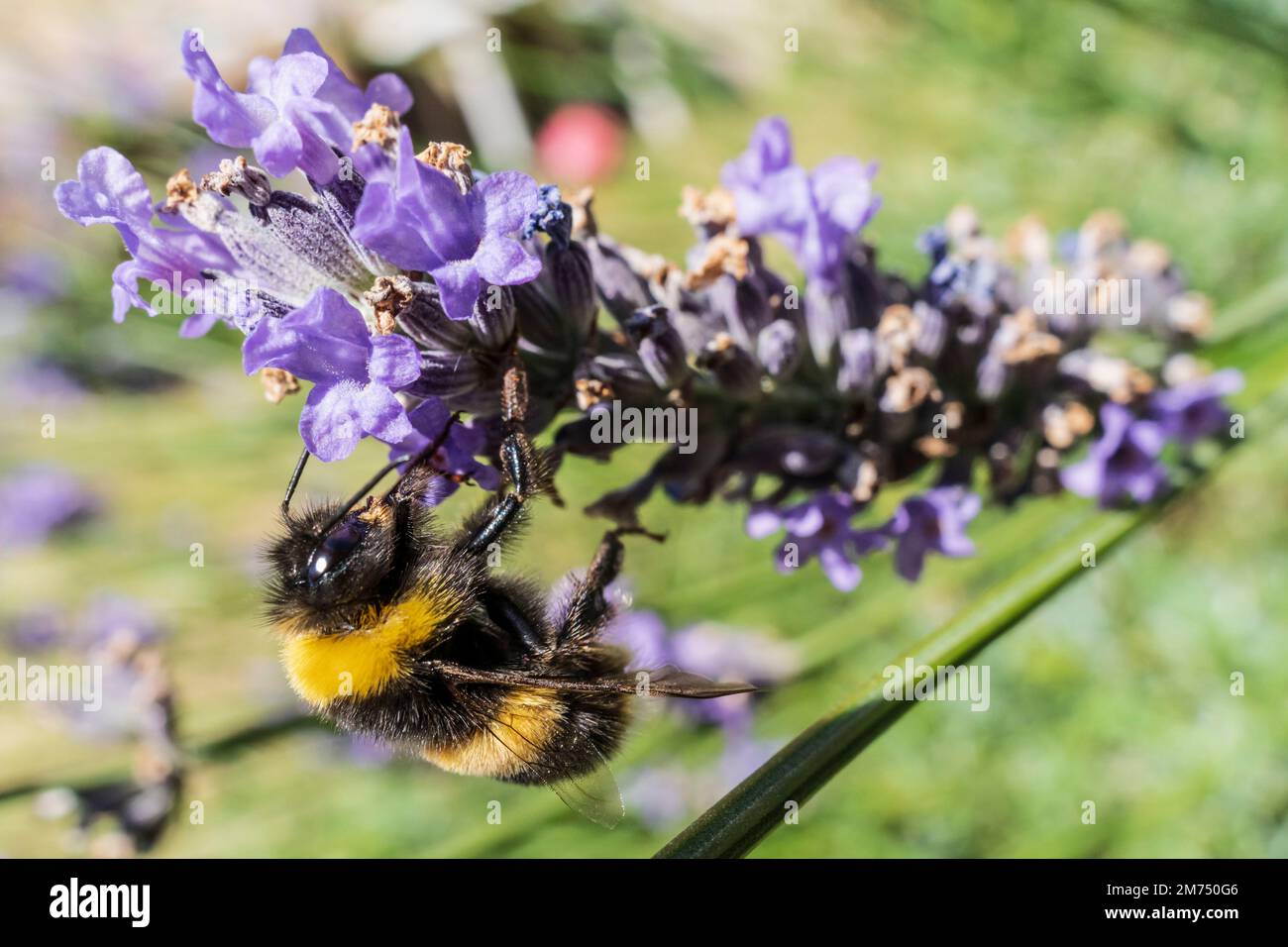 Bumble Bee su fiori di lavanda Foto Stock