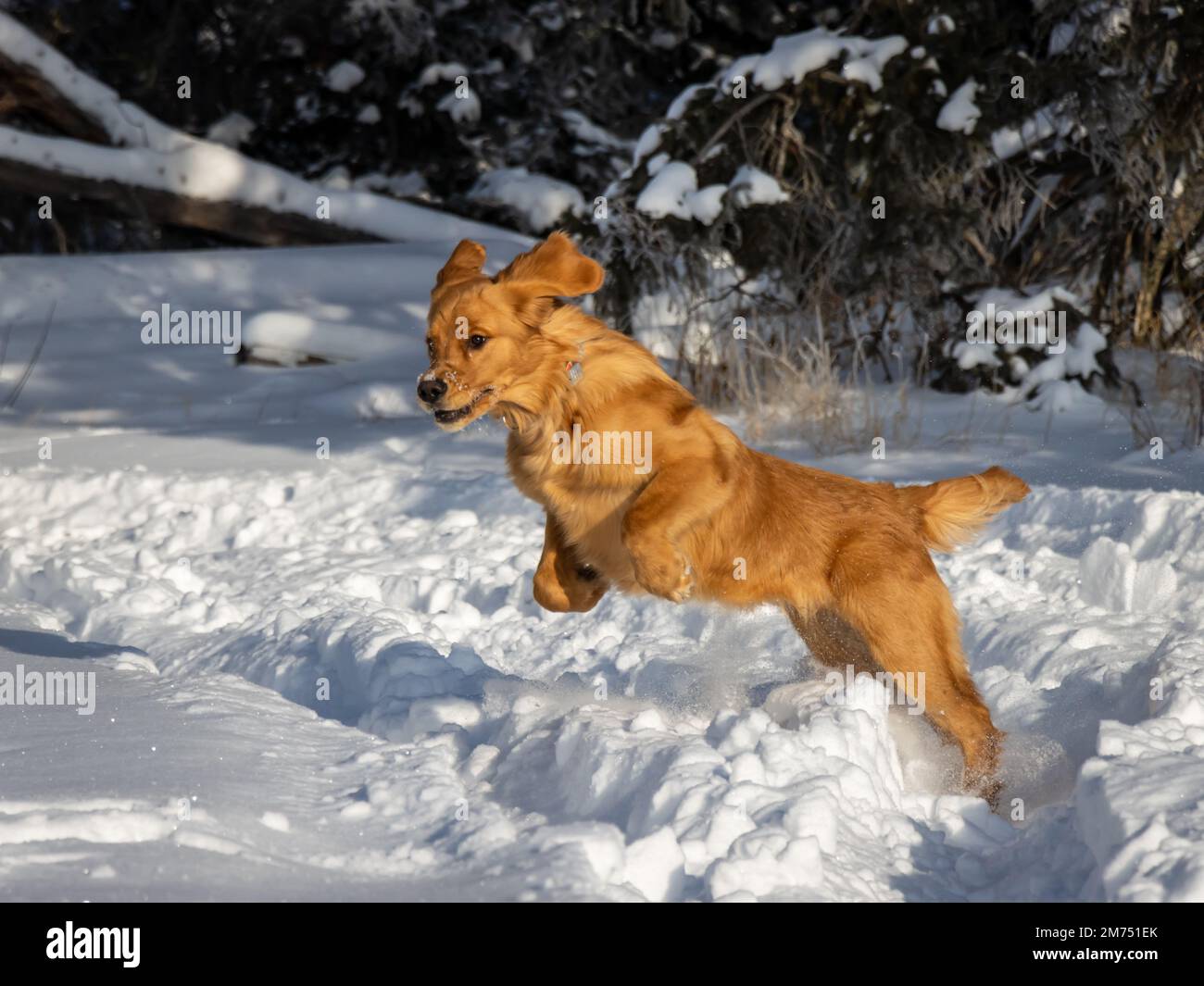 Un cucciolo Golden Retriever di sette mesi salta attraverso la neve bianca scintillante in una giornata invernale soleggiata. Foto Stock